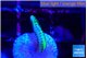 Seriatopora golden green 1-2 cm WYSIWYG acclimaté
