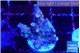 Acropora tenuis purple gold 2-3 cm WYSIWYG acclimaté
