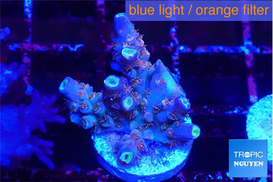 Acropora tenuis purple gold 2-3 cm WYSIWYG acclimaté