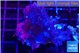 Cespitularia blue 4-7 cm WYSIWYG acclimaté