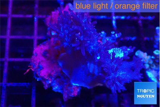 Cespitularia blue 4-7 cm WYSIWYG acclimaté