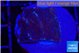 Montipora purple & blue polyps 2-3 cm WYSIWYG acclimaté