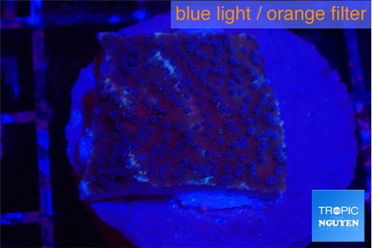 Montipora purple & blue polyps 2-3 cm WYSIWYG acclimaté