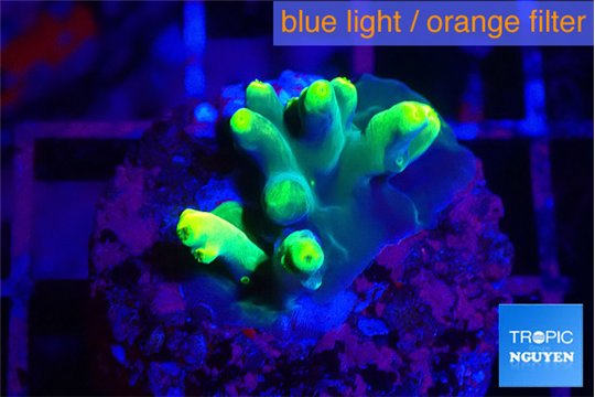 Acropora caroliniana banana 2-3 cm WYSIWYG acclimaté