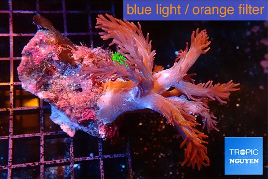 Cespitularia blue 4-7 cm WYSIWYG acclimaté