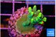 Acropora caroliniana banana 2-3 cm WYSIWYG acclimaté