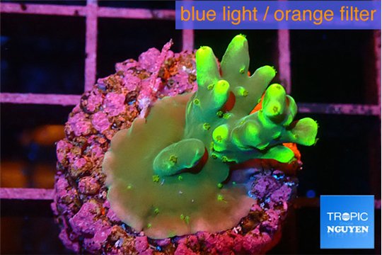 Acropora caroliniana banana 2-3 cm WYSIWYG acclimaté