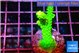 Acropora neon green 3-5 cm WYSIWYG acclimaté