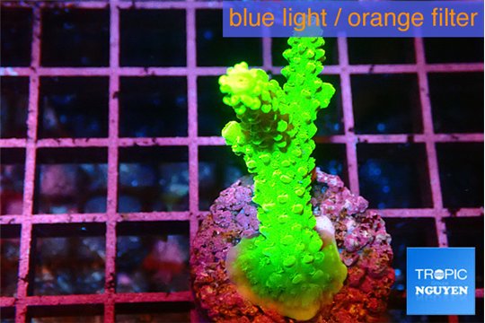 Acropora neon green 3-5 cm WYSIWYG acclimaté