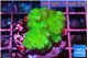 Pocillopora verrucosa toxic green 3-4 cm WYSIWYG acclimaté