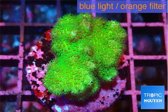 Pocillopora verrucosa toxic green 3-4 cm WYSIWYG acclimaté