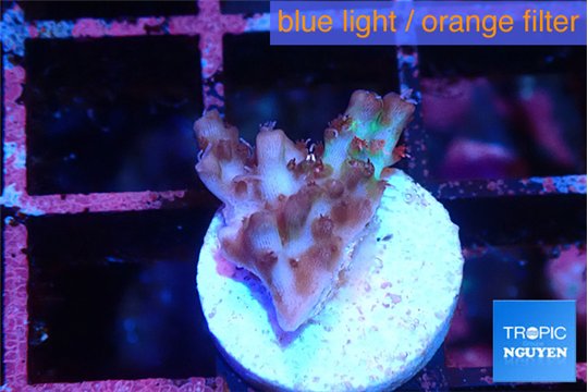Acropora strawberry short cake 1-2 cm WYSIWYG acclimaté