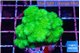 Pocillopora verrucosa toxic green 3-5 cm WYSIWYG acclimaté