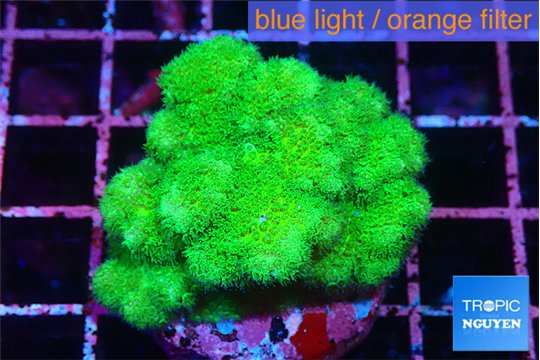 Pocillopora verrucosa toxic green 3-5 cm WYSIWYG acclimaté