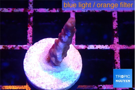 Acropora purple 1 cm WYSIWYG acclimaté