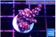 Acropora purple 2 cm WYSIWYG acclimaté