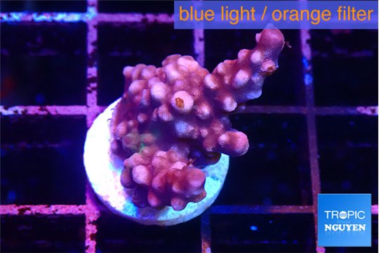 Acropora purple 2 cm WYSIWYG acclimaté