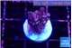 Acropora purple 2 cm WYSIWYG acclimaté