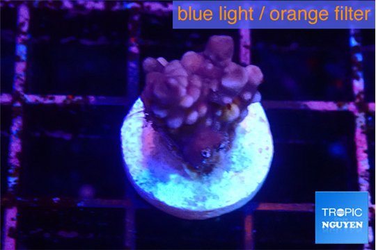 Acropora purple 2 cm WYSIWYG acclimaté
