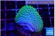 Sarcophython full neon green polyps Australia 2-4 cm WYSIWYG acclimaté