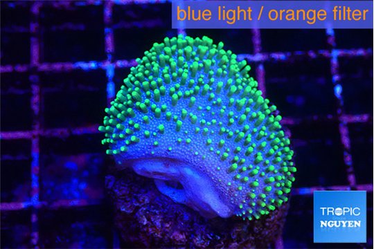 Sarcophython full neon green polyps Australia 2-4 cm WYSIWYG acclimaté