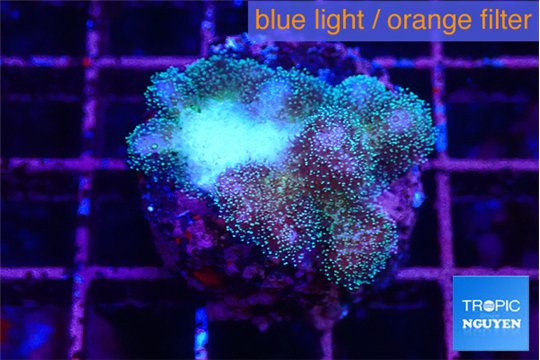 Pocillopora damicornis pink tip 2-3 cm WYSIWYG acclimaté