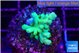 Acropora green gold 2-3 cm WYSIWYG acclimaté