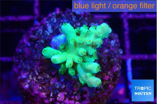 Acropora green gold 2-3 cm WYSIWYG acclimaté