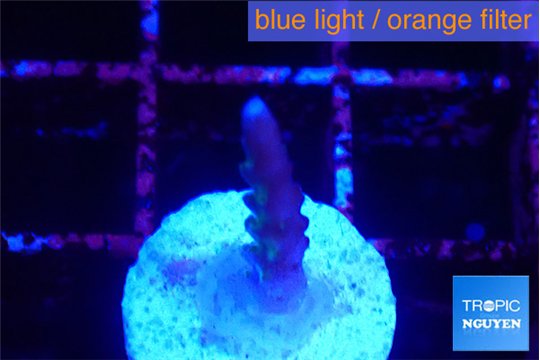 Acropora purple 1 cm WYSIWYG acclimaté