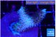 Stylophora milka 2-3 cm WYSIWYG acclimaté
