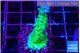 Acropora green & blue tip Fijii 3-4 cm WYSIWYG acclimaté