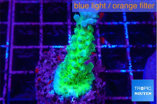 Acropora green & blue tip Fijii 3-4 cm WYSIWYG acclimaté