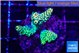 Acropora mango 2-3 cm WYSIWYG acclimaté