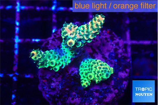 Acropora mango 2-3 cm WYSIWYG acclimaté
