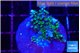 Acropora joker 2-3 cm WYSIWYG acclimaté