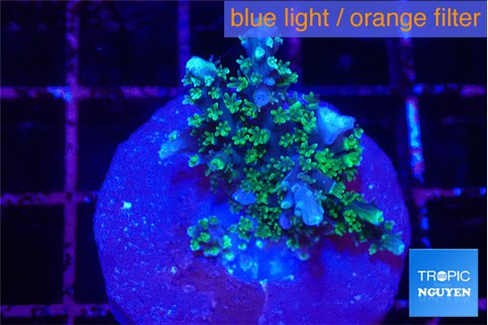 Acropora joker 2-3 cm WYSIWYG acclimaté