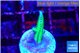 Seriatopora golden green 1-2 cm WYSIWYG acclimaté