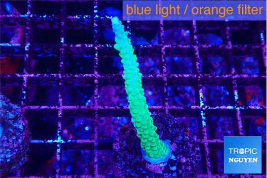 Acropora green & purple tip 4-5 cm WYSIWYG acclimaté