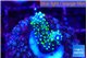 Acropora nana 2-3 cm WYSIWYG acclimaté