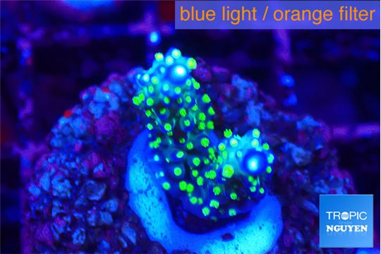 Acropora nana 2-3 cm WYSIWYG acclimaté