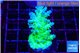 Acropora green & blue tip Fijii 3-4 cm WYSIWYG acclimaté
