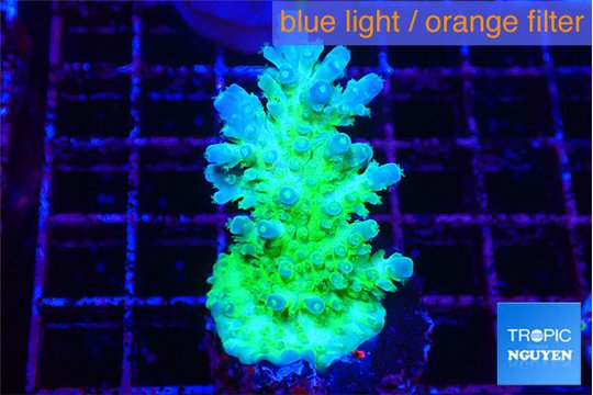Acropora green & blue tip Fijii 3-4 cm WYSIWYG acclimaté