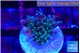 Acropora purple & green ice polyps 1-2 cm WYSIWYG acclimaté