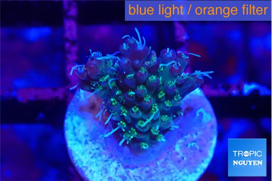 Acropora purple & green ice polyps 1-2 cm WYSIWYG acclimaté