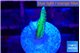 Seriatopora golden green 1-2 cm WYSIWYG acclimaté