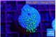 Sarcophython full neon green polyps Australia 2-3 cm WYSIWYG acclimaté