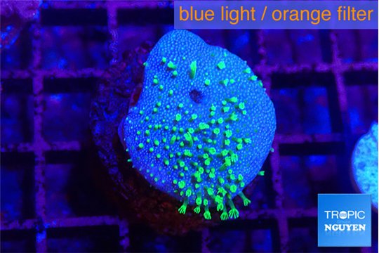 Sarcophython full neon green polyps Australia 2-3 cm WYSIWYG acclimaté