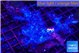 Cespitularia blue 4-7 cm WYSIWYG acclimaté
