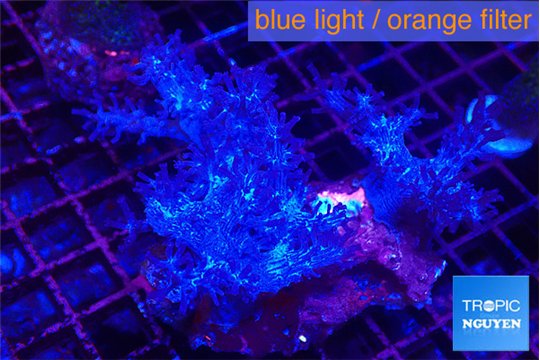 Cespitularia blue 4-7 cm WYSIWYG acclimaté