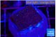 Montipora purple & blue polyps 2-3 cm WYSIWYG acclimaté